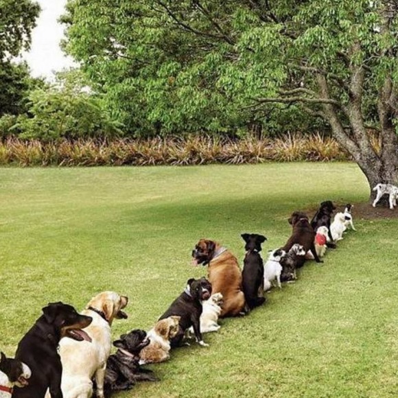 Meet your Posher, Big tom - Picture 1 of 1